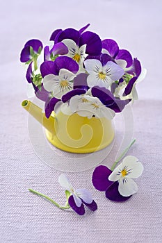 Beautiful purple pansy flowers