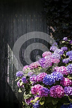 Beautiful purple and parme hydrangea in front of an old wodden door, in a french garden
