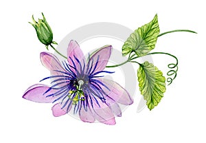 Beautiful purple passiflora passion flower on a twig with green leaves and tendril. Isolated on white background.