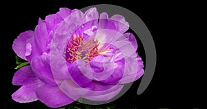Beautiful purple Peony background. Blooming peony flower open, time lapse, close-up. Wedding backdrop, Valentine`s Day