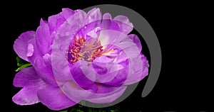 Beautiful purple Peony background. Blooming peony flower open, time lapse, close-up. Wedding backdrop, Valentine`s Day