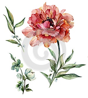 Beautiful purple peony flower on a stem with green leaves. Set flower and bud isolated on white background. Watercolor painting.