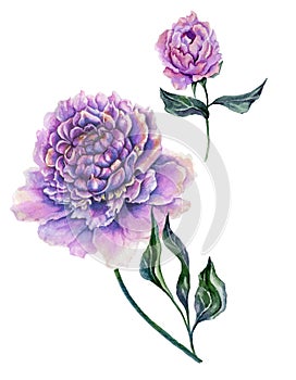 Beautiful purple peony flower on a stem with green leaves. Set - flower and bud isolated on white background. Watercolor painting