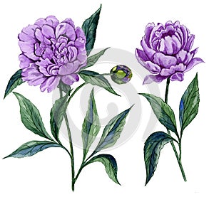 Beautiful purple peony flower on a stem with green leaves. Set of two flowers isolated on white background. Watercolor painting.