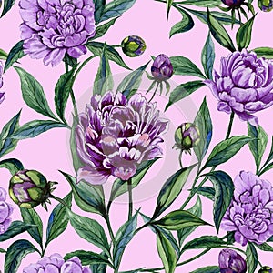 Beautiful purple peony flowers with green leaves on pink background. Seamless floral pattern. Watercolor painting.