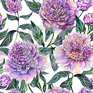 Beautiful purple peony flowers with green leaves on white background. Seamless floral pattern. Watercolor painting. Hand drawn