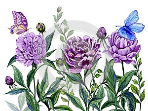 Beautiful purple peony flowers on a stems with green leaves and bright butterflies sitting on them. Isolated on white background.