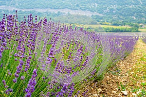 Beautiful purple petals of Lavender flower blooming in row at a field