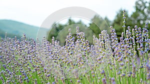 Beautiful purple petals of Lavender flower blooming in row at a field