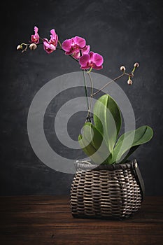 Beautiful purple Phalaenopsis orchid flower. Luxury mini Orchidea