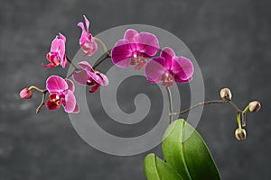 Beautiful purple Phalaenopsis orchid flower. Luxury mini Orchidea