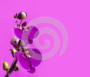 Beautiful purple Phalaenopsis orchid flowers on bright pink background. Tropical flower, branch of orchid close up. Pink orchid