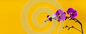 Beautiful purple Phalaenopsis orchid flowers on bright yellow background. Tropical flower, branch of orchid close up. Pink orchid