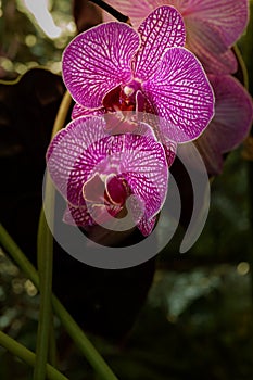Beautiful purple Phalaenopsis orchid flowers, on dark background.