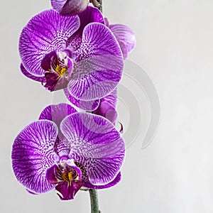 Beautiful purple Phalaenopsis orchid flowers on gray background. Space for a text. Square template for your design.