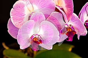 Beautiful purple Phalaenopsis orchid flowers, isolated on black background. Moth dendrobium orchid. Multiple blossoms