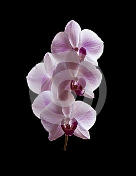 Beautiful purple Phalaenopsis orchid flowers, isolated on black background. Moth dendrobium orchid. Multiple blossoms. Flower in