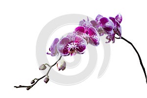 Beautiful purple Phalaenopsis orchid flowers, isolated on white background