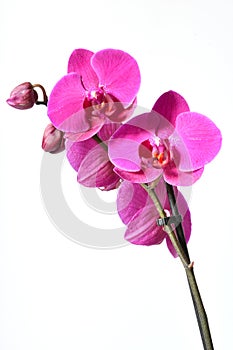 Beautiful purple Phalaenopsis orchid flowers, isolated on white background