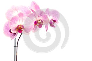 Beautiful purple Phalaenopsis orchid flowers, isolated on white background. Moth dendrobium orchid. Multiple blossoms