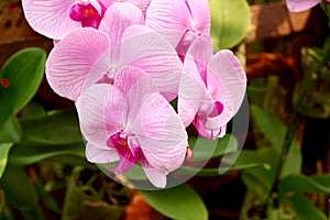 Beautiful purple Phalaenopsis orchid flowers, Moth dendrobium orchid. Multiple blossoms. Flower in bloom. Beautiful details of
