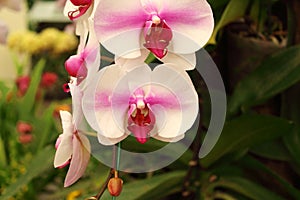 Beautiful purple Phalaenopsis orchid flowers, Moth dendrobium orchid. Multiple blossoms. Flower in bloom. Beautiful details of