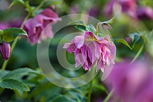 Beautiful purple pink with burgundy veins double flowers of lenten rose Elly Helleborus orientalis flowering during winter