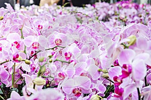Beautiful purple pink orchid - phalaenopsis orchid