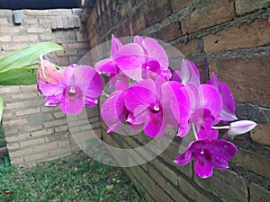 A Beautiful purple and pink Orchids flower on a branch