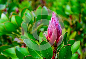 Beautiful purple and pink Proteas