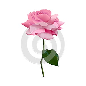 Beautiful purple pink rose isolated on white background. Vector illustration. isolated. Flower, stem, leaf.