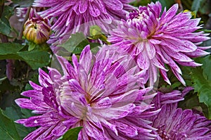 Beautiful purple pink spotted dahlia flowers with buds close-up on a background of green leaves in a flower garden