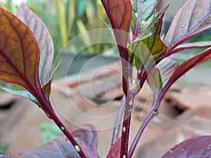 beautiful purple plants or shoots in macro