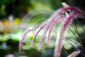 Closeup of Beautiful Purple Poaceae Grass Flower with Sunset Isolated on Nature Background