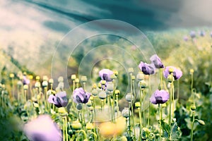 Beautiful purple poppy flowers in meadow