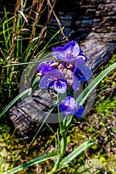 Beautiful Purple Prairie Spiderwort (Tradescantia occidentalis)