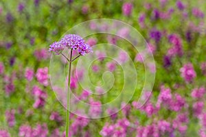 Beautiful purple Purpletop vervain (Verbena bonariensis) flowers in garden. Verbena bonariensis has tall, narrow, sparsely-leafed