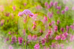 Beautiful purple Purpletop vervain (Verbena bonariensis) flowers in garden. Verbena bonariensis has tall, narrow, sparsely-leafed