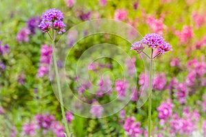 Beautiful purple Purpletop vervain (Verbena bonariensis) flowers in garden. Verbena bonariensis has tall, narrow, sparsely-leafed