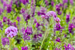 Beautiful purple Purpletop vervain (Verbena bonariensis) flowers in garden. Verbena bonariensis has tall, narrow, sparsely-leafed