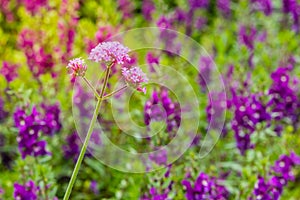 Beautiful purple Purpletop vervain (Verbena bonariensis) flowers in garden. Verbena bonariensis has tall, narrow, sparsely-leafed