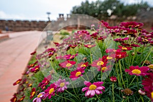 Beautiful purple and red Pyrethrum Tansies daisies in Silves, Portugal