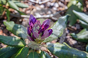 Beautiful purple Rhododendron.