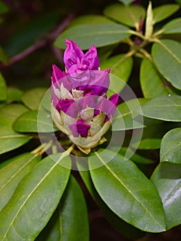 Beautiful purple rhododendron flower with green leaves