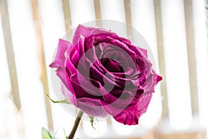 Beautiful purple rose on a background of a window in the morning