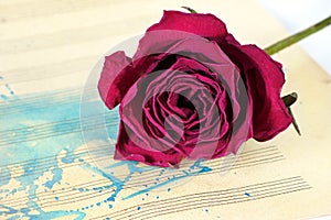 Beautiful purple rose on a music sheet. music sheet in blue watercolor paint. music concept. dry rose on watercolor background. co
