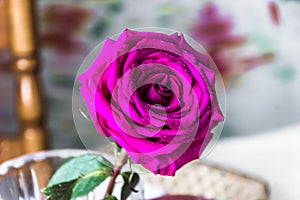 Beautiful purple rose in a vase on the windowsill. Blur