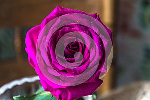 Beautiful purple rose on a wooden background.