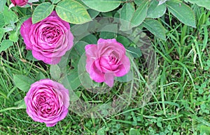 Beautiful purple roses bloom in the summer garden.