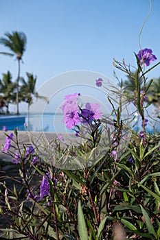 A beautiful purple Ruellia simplex flower is in the foreground of a pool area in the spring morning. The scene is peaceful and